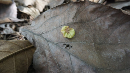 Dry leaves on the ground, closeup of leaves and seedsの写真素材