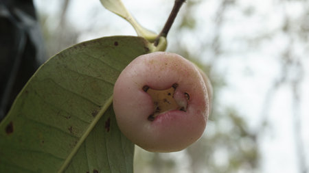 Water guava fruit on a tree growing in the yard with a sky background, Indonesia