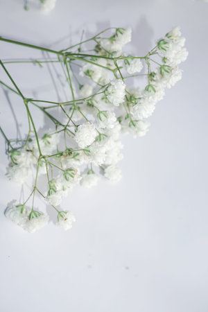 White baby's breath flowers on a white background. Soft focus.