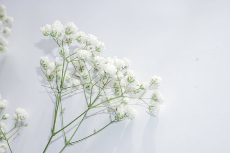 White baby's breath flowers on a white background. Soft focus.の写真素材