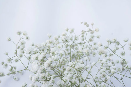 White baby's breath flowers on a white background. Soft focus.