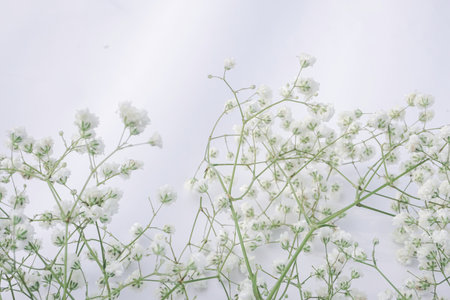White baby's breath flowers on a white background. Soft focus.の写真素材