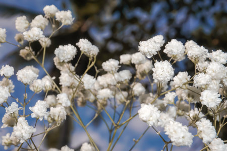 White baby's breath flowers on a black and sky background. Soft focus.の写真素材