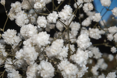 White baby's breath flowers on a black and sky background. Soft focus.の写真素材