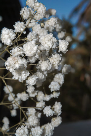 White baby's breath flowers on a black and sky background. Soft focus.