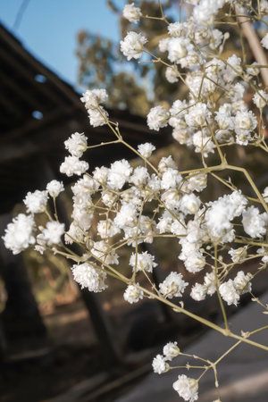 White baby's breath flowers on a black and sky background. Soft focus.の写真素材