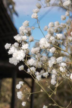 White baby's breath flowers on a black and sky background. Soft focus.の写真素材
