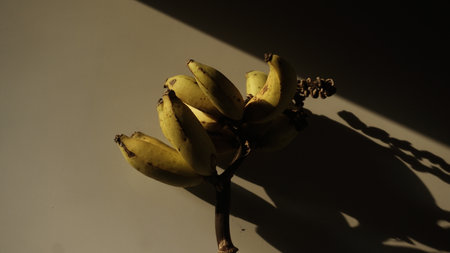 Bunch of bananas on a white background with a shadow from the sunの写真素材