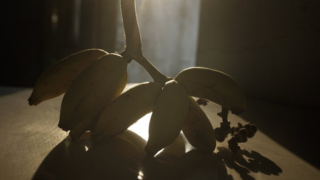 Bunch of bananas on a tree in the sunlight. Selective focus.の写真素材