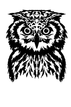 A close up of a bird. owl portraitの写真素材