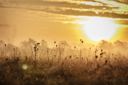 Down mist glowing at raising sun near river and forestの写真素材