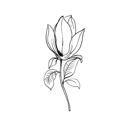 Blossom of Magnolia. Hand draw sketch. Outline Flower and leaves isolated on the white background. Floral element Design for wedding, greeting, inviting cards, Monochrome. Black and white. Vectorのイラスト素材