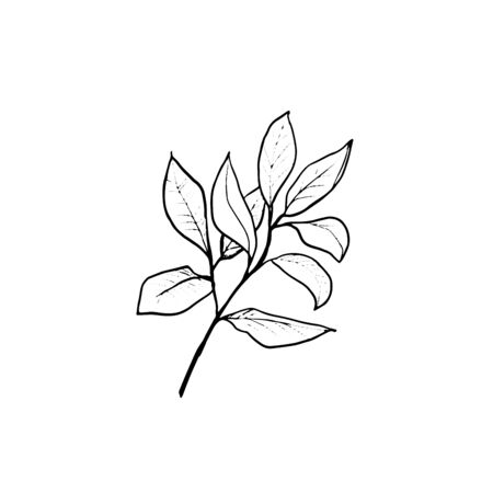 Branch with leaves. Hand draw sketch. Outline leaf isolated on the white background. Floral element Design for wedding, greeting, inviting cards, Monochrome. Black and white. Vectorのイラスト素材