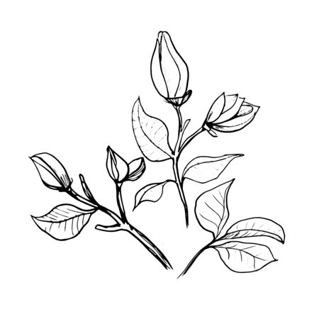Blossoms of Magnolia. Hand draw sketch. Outline Flower buds and leaves isolated on the white background. Floral element Design for wedding, greeting cards, Monochrome. Black and white. Vectorのイラスト素材