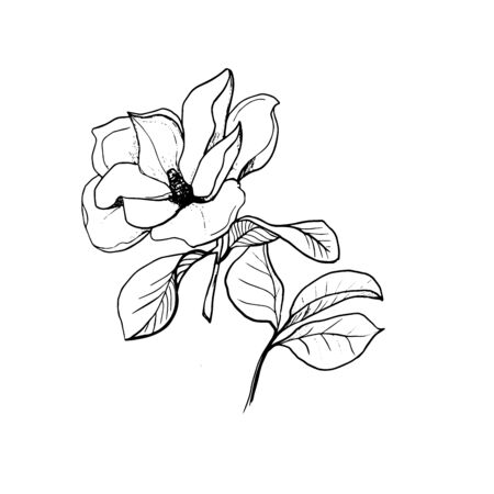 Blossom of Magnolia. Hand draw sketch. Outline Flower and leaves isolated on the white background. Floral element Design for wedding, greeting, inviting cards, Monochrome. Black and white. Vectorのイラスト素材