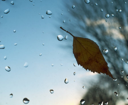 Rainy weather. A wet leaf stuck to the window glass. Nature around us. A lookout from the window.の写真素材