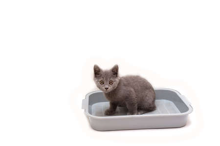 Gray british kitten sits in a cat tray isolate on a white background, there is a place for the text. cat on white backgroundの写真素材