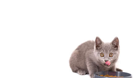 Gray british kitten food licks tongue isolate on a white background, there is a place for text. cat on white background.の写真素材