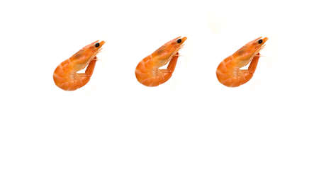 Shrimp isolated on white background copy space, place for text.の写真素材