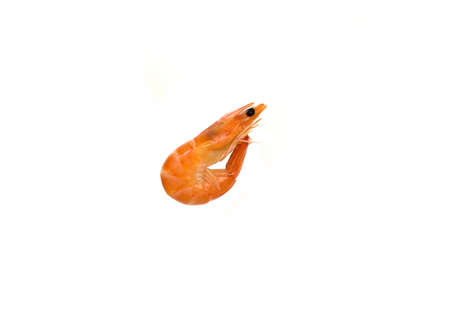 shrimp isolated on white background, copy space and place for text.の写真素材
