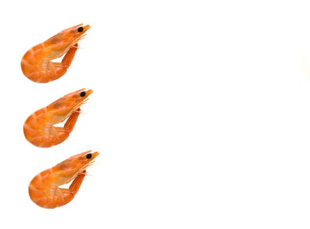 Shrimp isolated on white background copy space, place for text.の写真素材