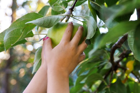 Childrens hands reach to pluck a green Apple from a branch. In the setting sun. Bluer.の写真素材