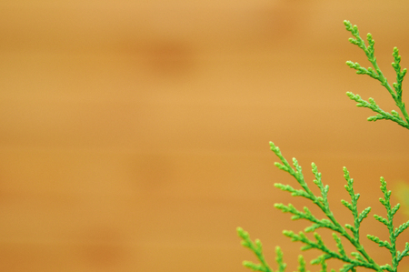 Green tree branch thuja on blurred wooden background.の写真素材