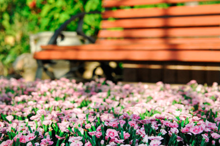 Decorative garden carnation on the background of a wooden bench in the Park