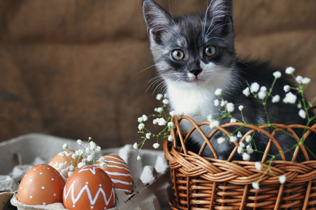 Cute grey little kitten in a wicker basket and Easter eggs of natural red color with a graphic pattern of white paint in a cardboard tray on a retro burlap background. copyspaceの写真素材