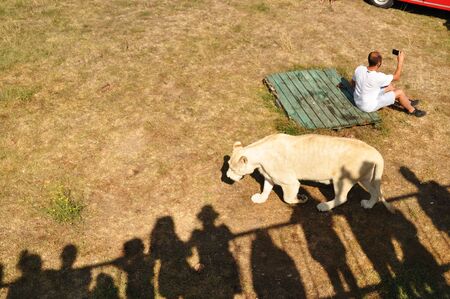 Crimea. Lions Park. 24 August 2018. Shadows of people on the permitted viewing platforms, watching as a person is photographed in an enclosure with lions.のeditorial素材