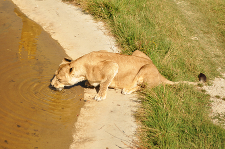 Crimea. Lions Park. 24 August 2018. Shadows of people watching the feeding of lions on permitted viewing platforms.の写真素材