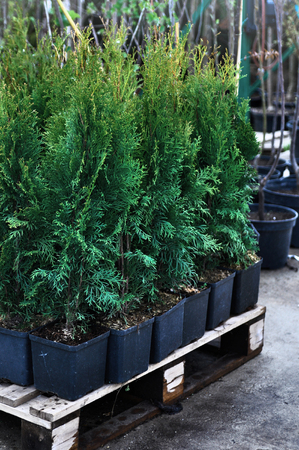 Seedlings of thuja in containers at a garden sale. Tree for planting in the groundの写真素材