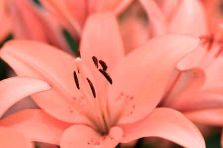 Delicate pink coral Lily flowers close up in the garden in summer.の写真素材