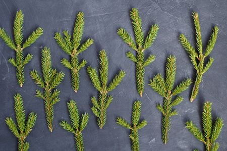 Christmas background of fir branches on dark background of top view. Copy spaceの写真素材