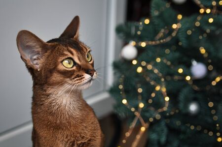 Funny Abyssinian cat next to decorated Christmas tree with garland lights.の写真素材
