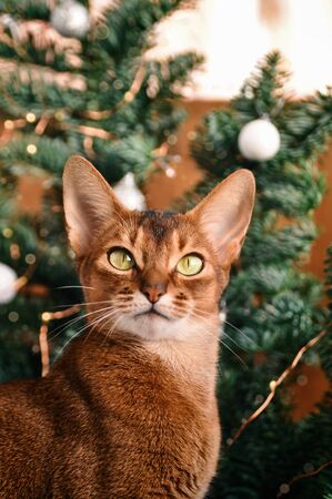 Funny red Abyssinian cat next to decorated Christmas tree with garland lights.の写真素材