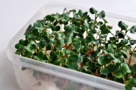 Micro-green seedlings in a container grown at home on the windowsill.の写真素材