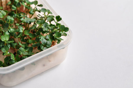 Micro-green seedlings in a container grown at home on the windowsill.の写真素材