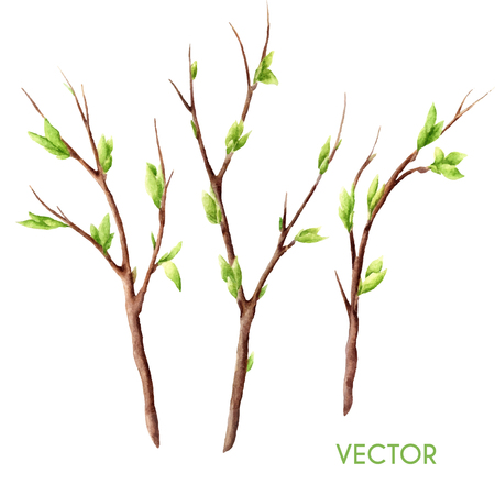 Hand drawn vector watercolor spring tree branches set isolated on white. Twigs with buds and leaves.のイラスト素材