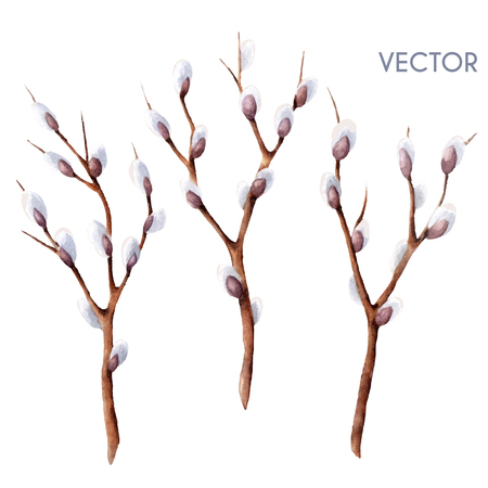 Hand drawn vector watercolor spring willow tree branches set isolated on white. Twigs with budsのイラスト素材