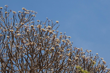 Blooming frangipani tree branches above blue skyの写真素材