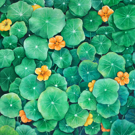 Watercolor square drawing of nasturtium plants with flowers and leavesの写真素材