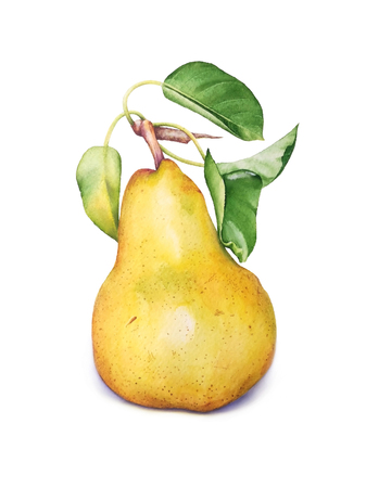 Watercolor illustration of the juicy pear with leaves isolated on white background.の写真素材