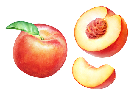 Watercolor realistic botanical illustration of the peach fruits isolated on white background.の写真素材