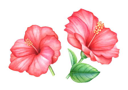 Collection of watercolor hand drawn red hibiscus flowers leaves isolated on whitebackground.の写真素材
