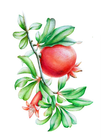 Watercolor hand drawn illustration of the pomegranate tree branch with fruit and green leaves on white backgroundの写真素材