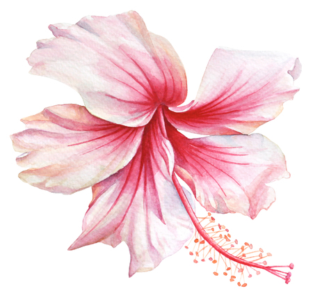 Watercolor illustration of a white hibiscus flower on white background.の写真素材