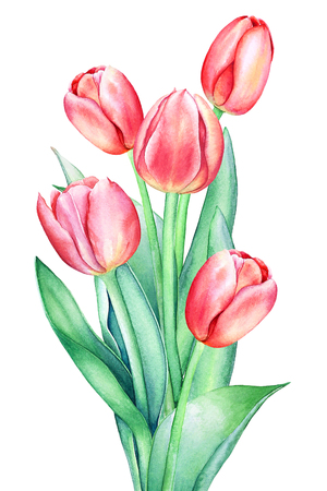 Floristic composition with watercolor hand drawn red pink tulip flowers isolated on white background. Botanical artistic illustration for spring design.の写真素材