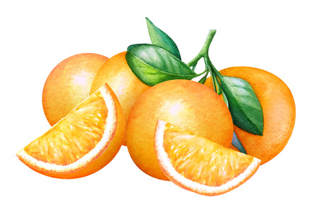 Watercolor composition with oranges on white background.の写真素材