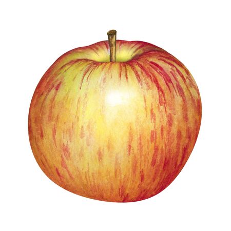 Watercolor realistic yellow apple with red stripes isolated on white backgroundの写真素材